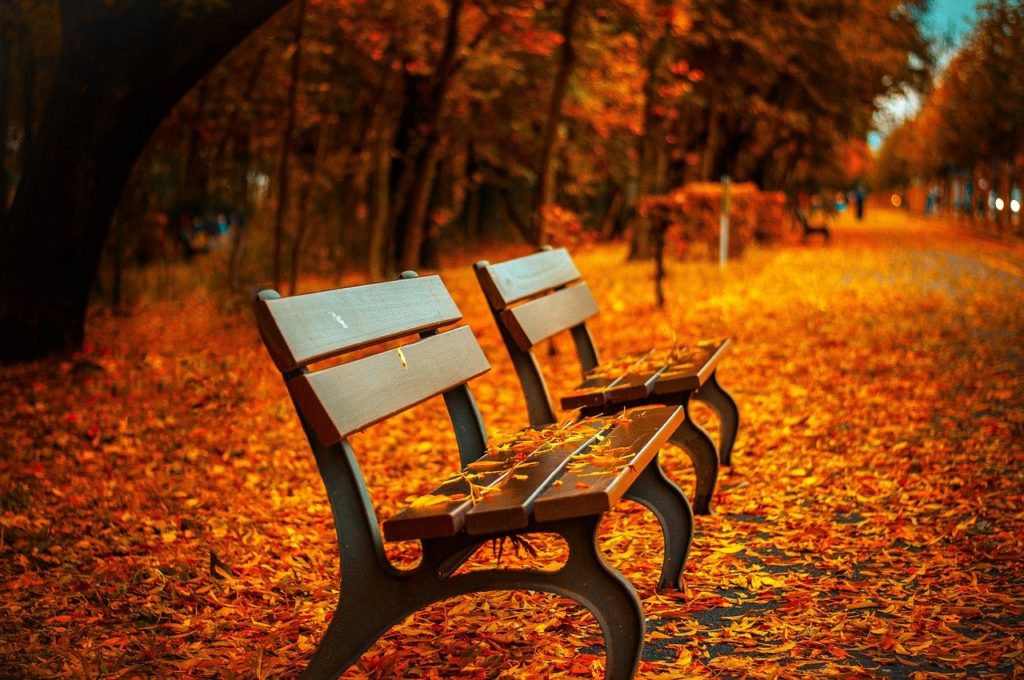 bench, fall, park